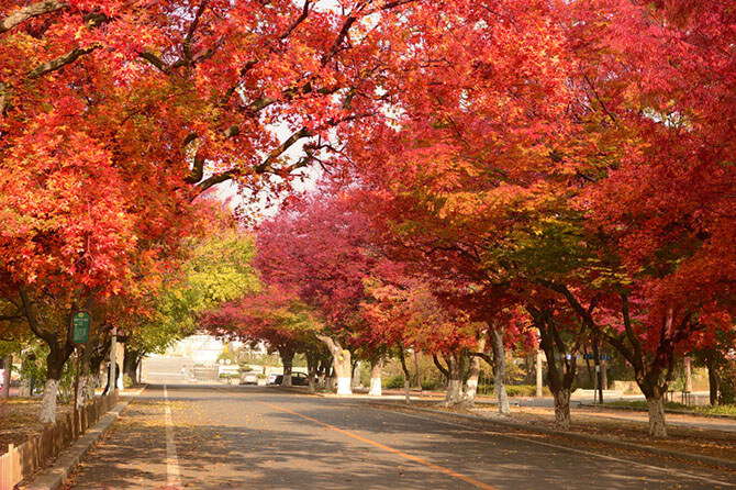 Dalian –A seaside city of European style, and know as the “Best Tourist City” of China.