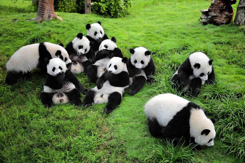 Chengdu –A garden city in Southwestern China, famous for spicy food & spicy girls.