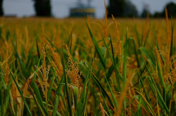0.5+3 Agricultural Economy Management for Master Full Scholarship